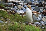 Yellow-eyed Penguin